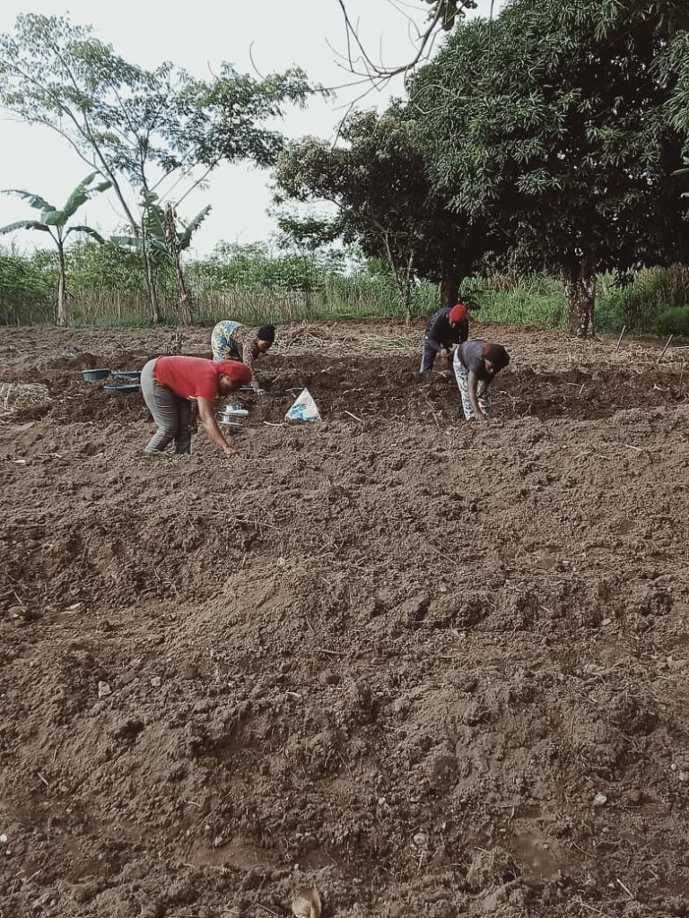 Women farmers in Bamenda, Cameroon, planting new cassava seedlings to combat hunger and poverty.